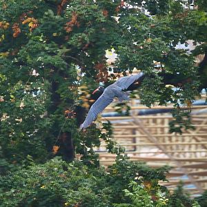 Trained birds flying - Waldrapp, 2023-10-13