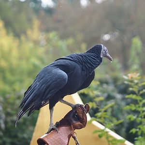 Trained birds flying - American black vulture, 2023-10-13