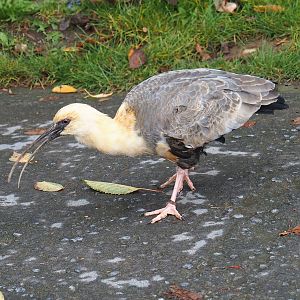 Black-faced ibis (Theristicus melanopis), Trained bird, 2023-10-13