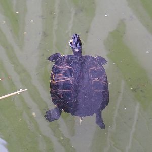 Red-eared slider (Trachemys scripta elegans), 2023-10-13