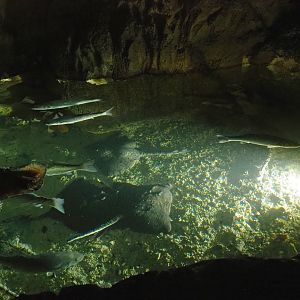 North Sea ray and seabass tank, 2023-10-13