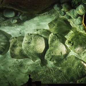 Turbots (Scophthalmus maximus), 2023-10-13