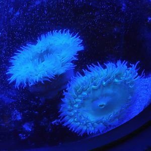 Large sea anemones, 2023-10-13