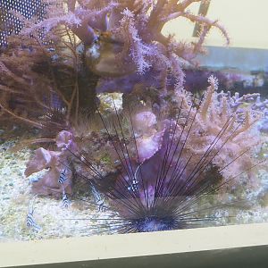 Longspine sea urchin (Diadema species) and Banggai cardinalfish (Pterapogon kauderni), 2023-10-13