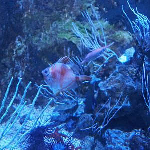 Boarfish (Capros aper), 2023-10-13