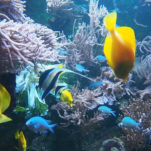 Moorish idol (Zanclus cornutus), Green Chromis (Chromis viridis) and Yellow tang (Zebrasoma flavescens), 2023-10-13