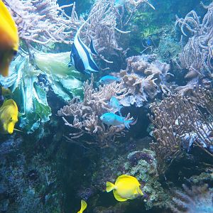 Moorish idol (Zanclus cornutus), Green Chromis (Chromis viridis) and Yellow tang (Zebrasoma flavescens), 2023-10-13