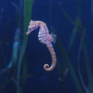 Lined Seahorse (Hippocampus erectus), 2023-10-13