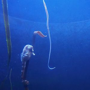 Pot-bellied Seahorse (Hippocampus abdominalis) and Greater pipefish (Syngnathus acus), 2023-10-13