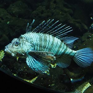 Red lionfish (Pterois volitans), 2023-10-13