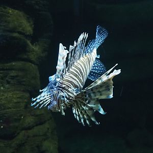 Red lionfish (Pterois volitans), 2023-10-13