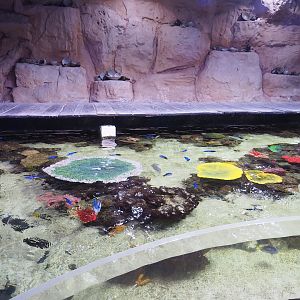 Open-topped reef tank with boardwalk above it, 2023-10-13
