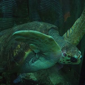 Loggerhead sea turtle (Caretta caretta), 2023-10-13