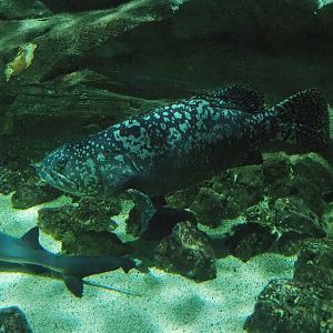 Giant grouper (Epinephelus lanceolatus), 2023-10-13
