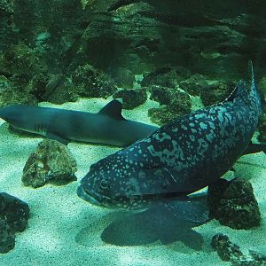 Giant grouper (Epinephelus lanceolatus) and Whitetip reef shark (Triaenodon obesus), 2023-10-13
