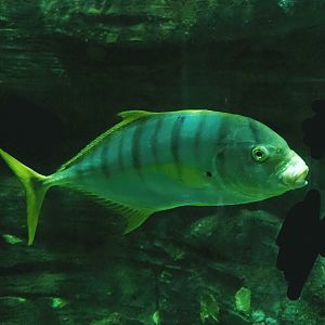 Golden trevally (Gnathanodon speciosus), 2023-10-13
