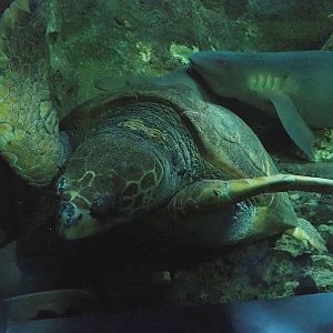 Loggerhead sea turtle (Caretta caretta), 2023-10-13