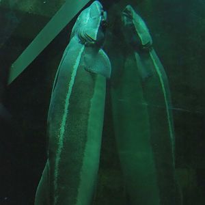 Live sharksucker (Echeneis naucrates), 2023-10-13