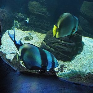 Orbicular batfish (Platax orbicularis), 2023-10-13