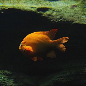 Garibaldi (Hypsypops rubicundus), 2023-10-13