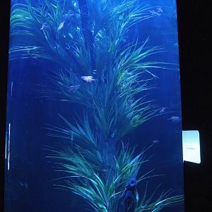 Cylinder tank with Buenos Aires tetra and Bristle-nose catfish, 2023-10-13