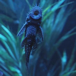 Bristle-nose catfish (Ancistrus species), 2023-10-13