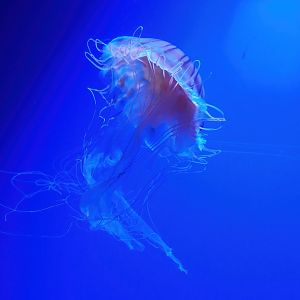 Sea-nettle jellyfish (Chrysaora species), 2023-10-13