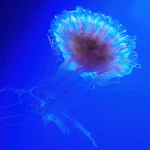 Sea-nettle jellyfish (Chrysaora species), 2023-10-13