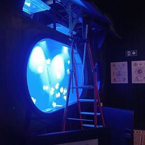 Maintenance of jellyfish tank, 2023-10-13