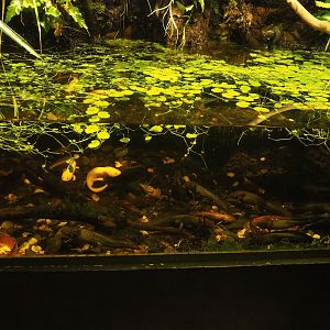 Shallow and crowded axolotl tank, 2023-10-13