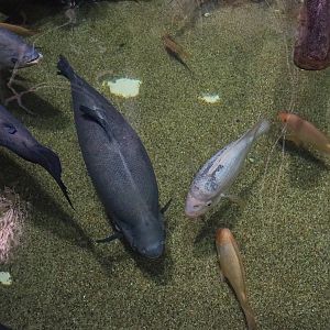 Tambaqui (Colossoma macropomum) and Midas cichlids (Amphilophus citrinellus), 2023-10-13