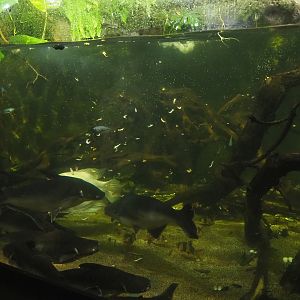 Mixed Asian tank, 2023-10-13