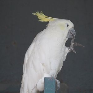 Greater sulphur-crested cockatoo (Cacatua galerita galerita), 2023-10-13