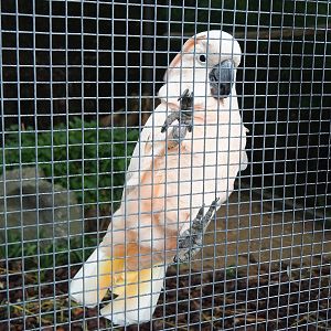 Media 'Moluccan cockatoo (Cacatua moluccensis), 2023-10-13' in category 'Pairi Daiza'