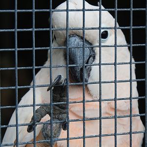 Moluccan cockatoo (Cacatua moluccensis), 2023-10-13