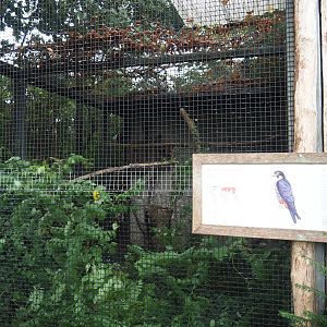 Eurasian hobby falcon aviary, 2023-10-13