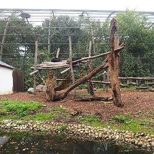 Now smaller Asian black bear exhibit, 2023-10-13