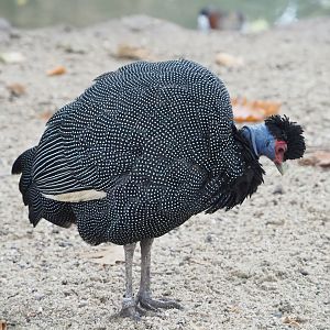 Eastern crested guineafowl (Guttera pucherani), 2023-10-13