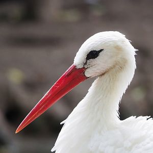 European white stork (Ciconia ciconia), 2023-10-13