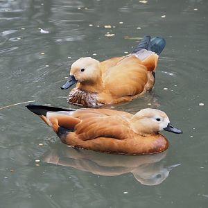 Ruddy shelducks (Tadorna ferruginea), 2023-10-13
