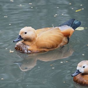 Ruddy shelduck (Tadorna ferruginea), 2023-10-13