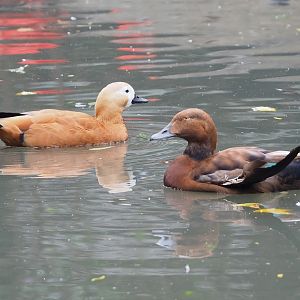 Ruddy shelduck (Tadorna ferruginea) and European eider X Ruddy shelduck hybrid ( Somateria mollissima mollissima X T. ferruginea), 2023-10-13