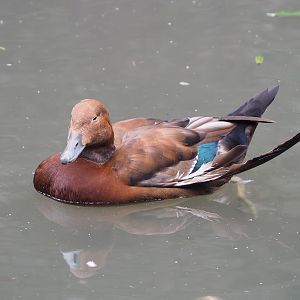 European eider X Ruddy shelduck hybrid ( Somateria mollissima mollissima X Tadorna ferruginea), 2023-10-13