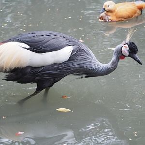Eastern grey crowned crane (Balearica regulorum gibbericeps), 2023-10-13