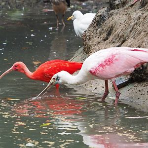 Scarlet ibis (Eudocimus ruber) and Roseate spoonbill (Platalea ajaja), 2023-10-13
