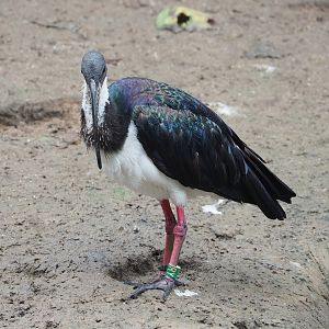 Straw-necked ibis (Threskiornis spinicollis), 2023-10-13