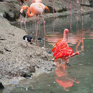 Scarlet ibis (Eudocimus ruber), Eurasian Oystercatcher (Haematopus ostralegus) and American flamingo (Phoenicopterus ruber), 2023-10-13