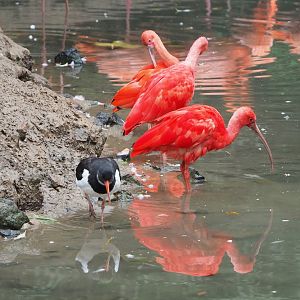 Scarlet ibis (Eudocimus ruber) and Eurasian Oystercatcher (Haematopus ostralegus), 2023-10-13