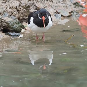 Eurasian Oystercatcher (Haematopus ostralegus), 2023-10-13