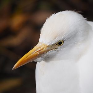 Western cattle egret (Bubulcus ibis), 2023-10-13
